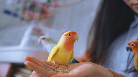 Funny Parrots and Cute Birds Compilation , Cutest Parrots😍