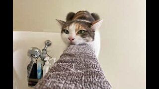 Gata adora relaxar no calor intenso da casa de banho