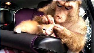 Monkey and kitten have a beautiful friendship