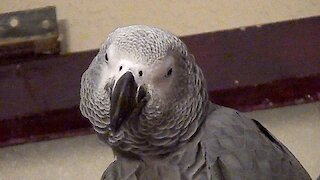 Very demanding parrot becomes overly pushy with owner