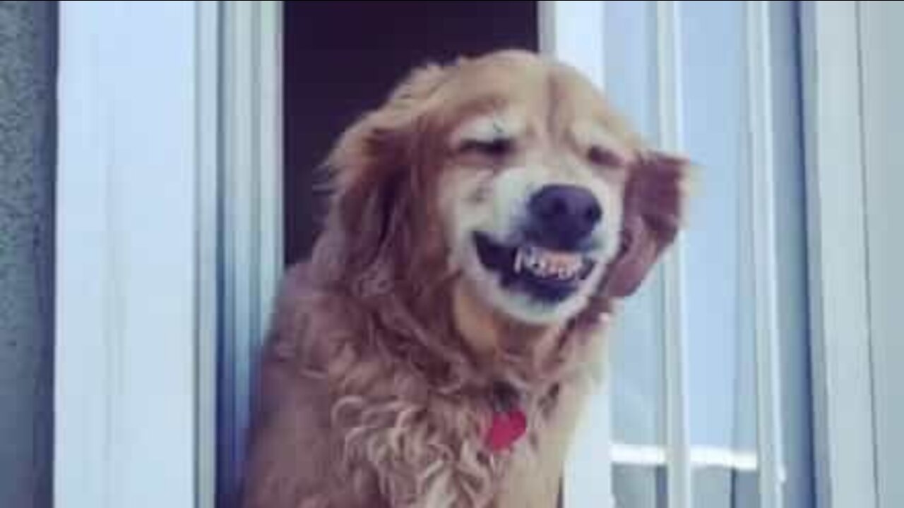 Strålende Lænestol nevø Hund hilser på naboen med et smil - Buzz Videos