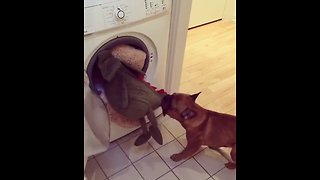 Dog "rescues" stuffed animal from the dryer