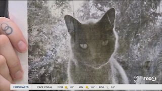 Eight year old helps woman finds missing cat