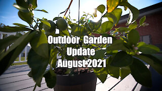 Outdoor Garden Tour and Update August 2021