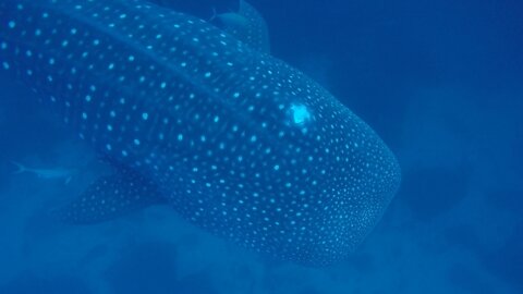 Scientists document whale shark with obvious head injury