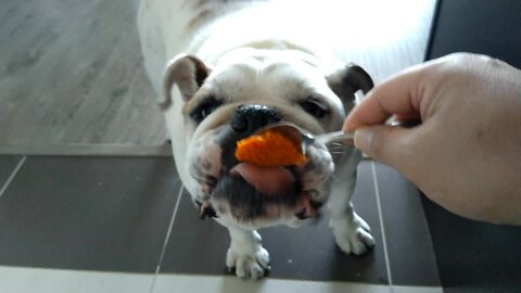 Bulldog makes huge mess enjoying tasty pumpkin snack