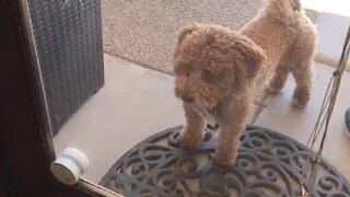 Clever dog uses doggy doorbell to get everyone to come outside