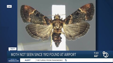 Fact or Fiction: Moth species not seen in 110 years shows up at Detroit's airport?