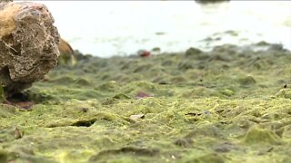 Study shows septic systems could lead to waste found in area waterways