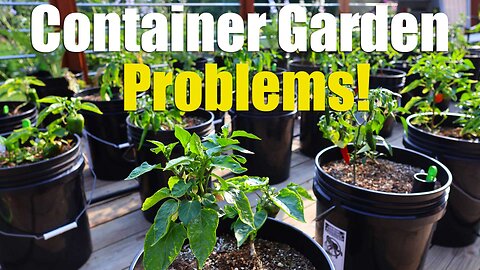 Fixing 8 Common Problems With Container Gardens