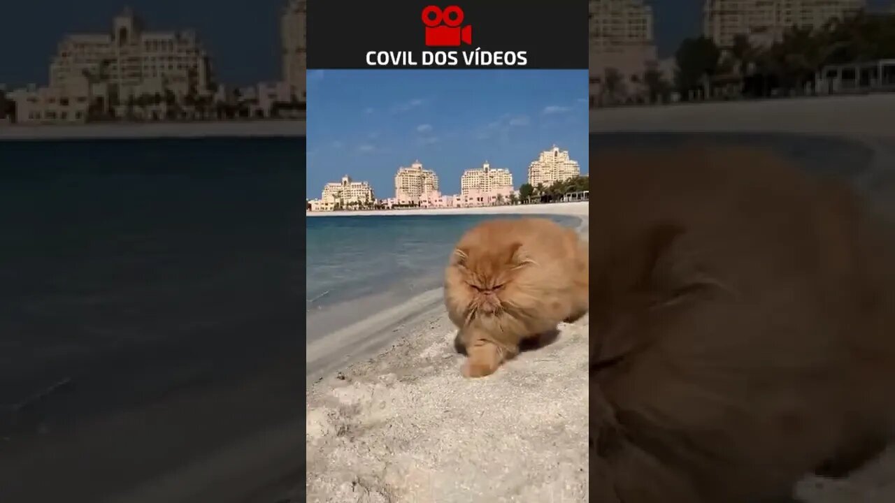 Canal de vídeos do gato mal-humorado no