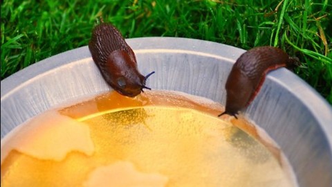 What do snails have in common with beer? The answer will surprise you!
