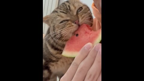 Funny video😂 A hungry cat can do anything😂😂😂Please Follow