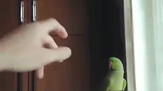 Funny parrot perfectly imitates his owner's actions