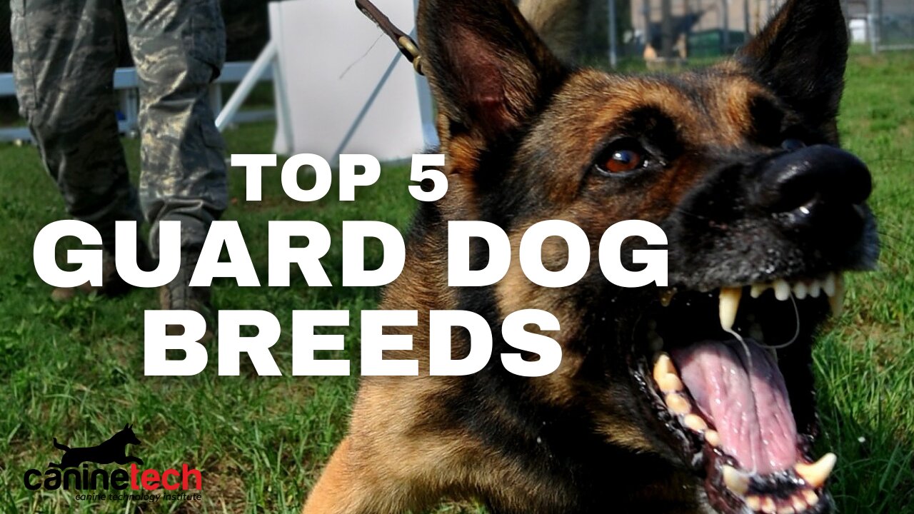 Ved af Vant til TOP 5 GUARD DOG BREEDS