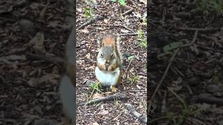 Canadian Squirrels Up Close and Personal