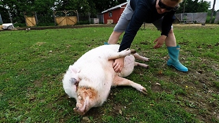 Rescued pig gets belly rubs, enjoys the good life