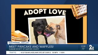 Pancake and Waffles the dogs are up for adoption at the Humane Society of Harford County