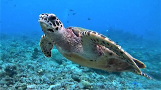 The most beautiful sea turtle in the ocean is the critically endangered hawksbill