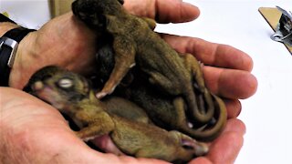 Handful of rescued baby squirrels is brought to a veterinarian