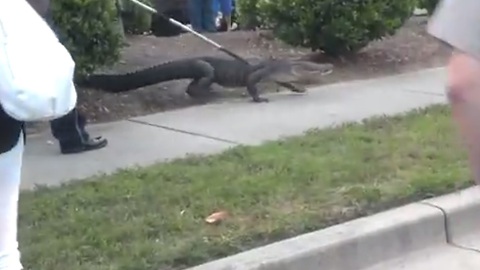 Alligator captured outside shopping center