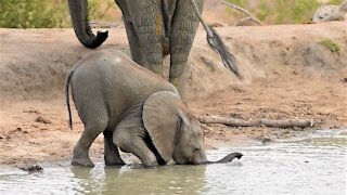 Baby elephant struggles to drink water with trunk before using his mouth