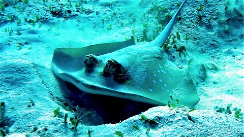 Spotted ribbontail stingray eats animals hidden in the sand
