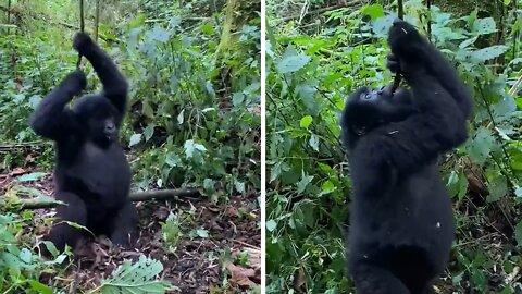 Baby gorilla has tons of fun swinging from vine