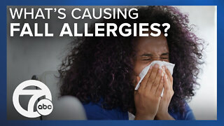 What's causing fall allergies? Local doctor explains