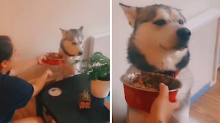 Trying To Feed A Stubborn Husky Is Nearly Impossible