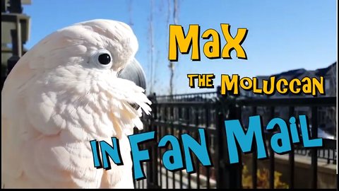 Max the Moluccan in Fan Mail - Funny Reaction to Stolen Images