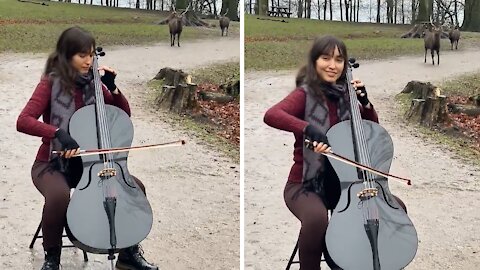 Woman in park plays music for fascinated wild deer
