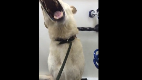 Rescue dog Buck learns about blow dryers