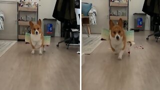 Determined corgi practices to be the perfect flower dog