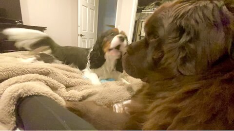 Cavalier taunts giant Newfie into chaotic roughhousing session