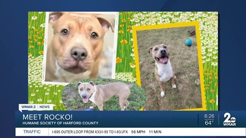 Rocko the dog is up for adoption at the Humane Society of Harford County