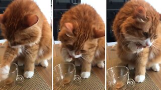 Cat Adorably Dips Paw In Owner's Empty Coffee Mug