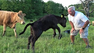 Happy calf jumps for joy when her friend comes to play