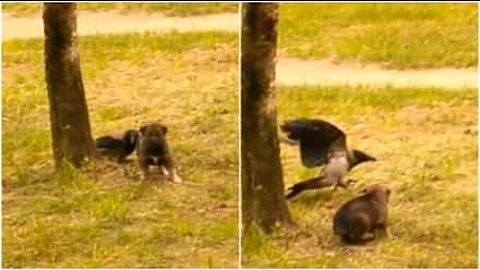 Cornacchia grigia rincorre un cucciolo di cane
