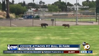 Encounter between coyote and pit bull at park caught on video