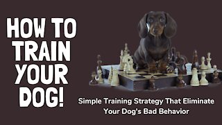 Dog training | How To Train Your Dog | brain training 4 dogs