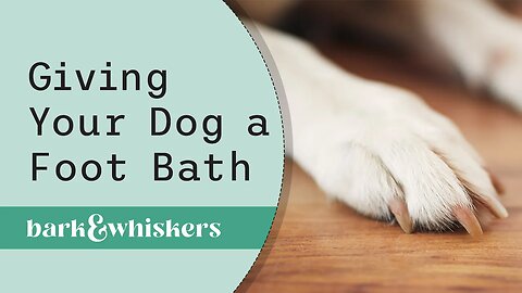 Giving Your Dog a Foot Bath