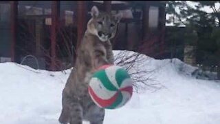 Puma plays soccer with owner