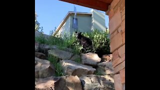 Crazy close bear encounter right outside Colorado home
