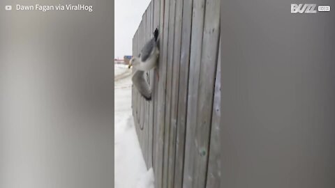Cette mouette est coincée dans une clôture en bois