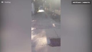 Cão desenvolve técnica para pular o portão
