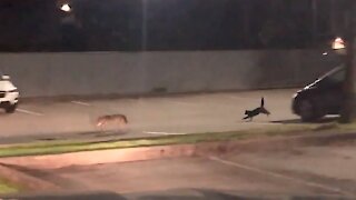 Brave Cat Chases Off Coyote During Late Night Encounter