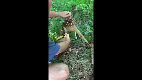 Baby deer heroically rescued from fence