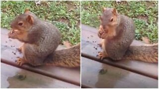 Esquilo odeia quando é chamado de gordo!