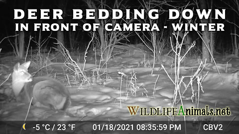 Deer Beds Down in Front of Trail Camera Night 1-18-2021 - Winter - #TrailCamProject